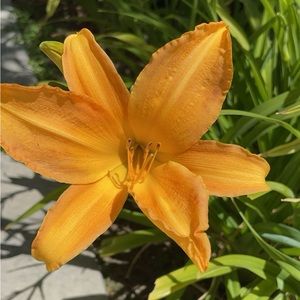 Meet your Posher, Sav